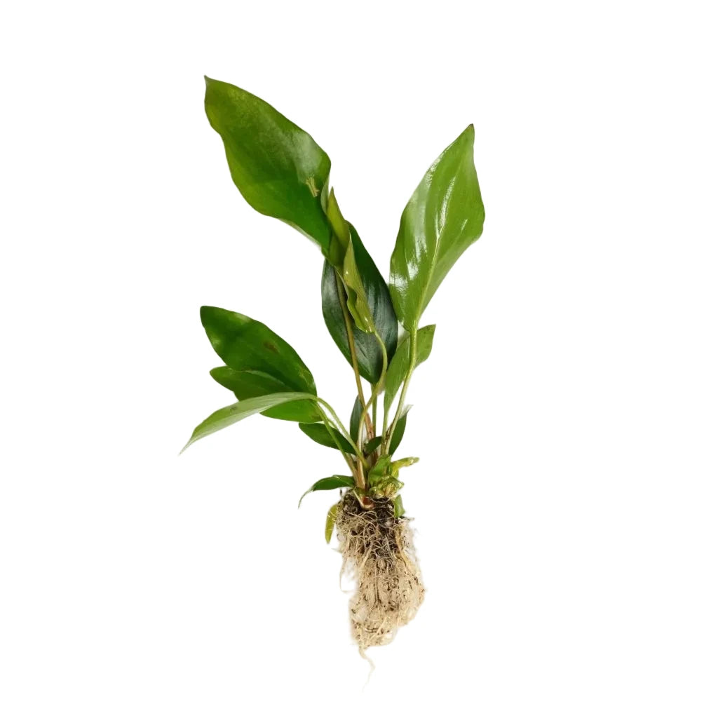 Anubias Nangi (Anubias barteri 'Nana' and Anubias gilletii)