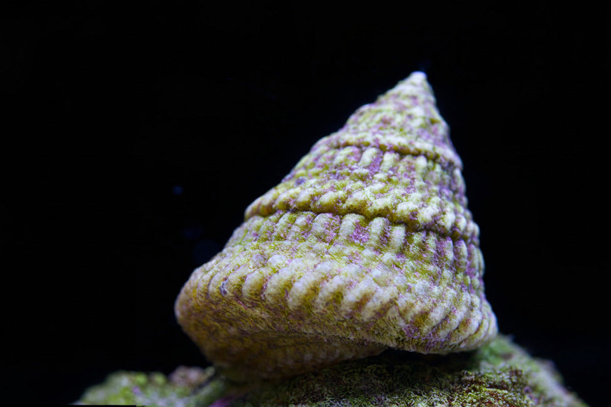 Conehead Aglae eater Astraea tecta