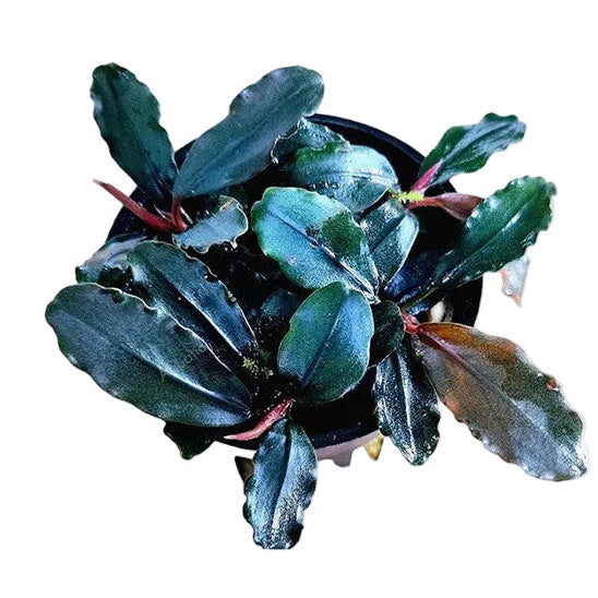 Bucephalandra 'Brownie Ghost' Ulu Kapus - rare Afishionados