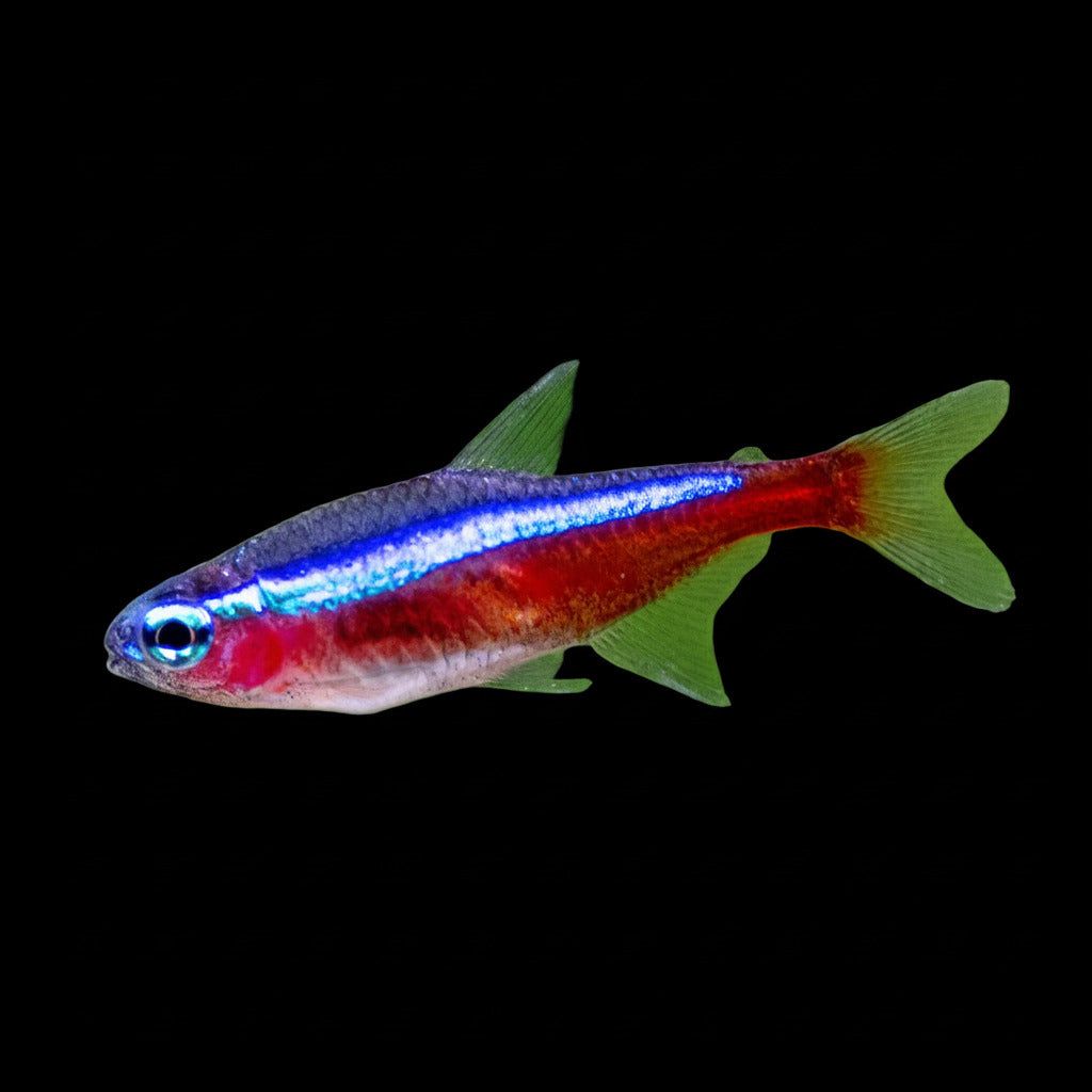 Cardinal Tetra Concrete Blonde Aquatics