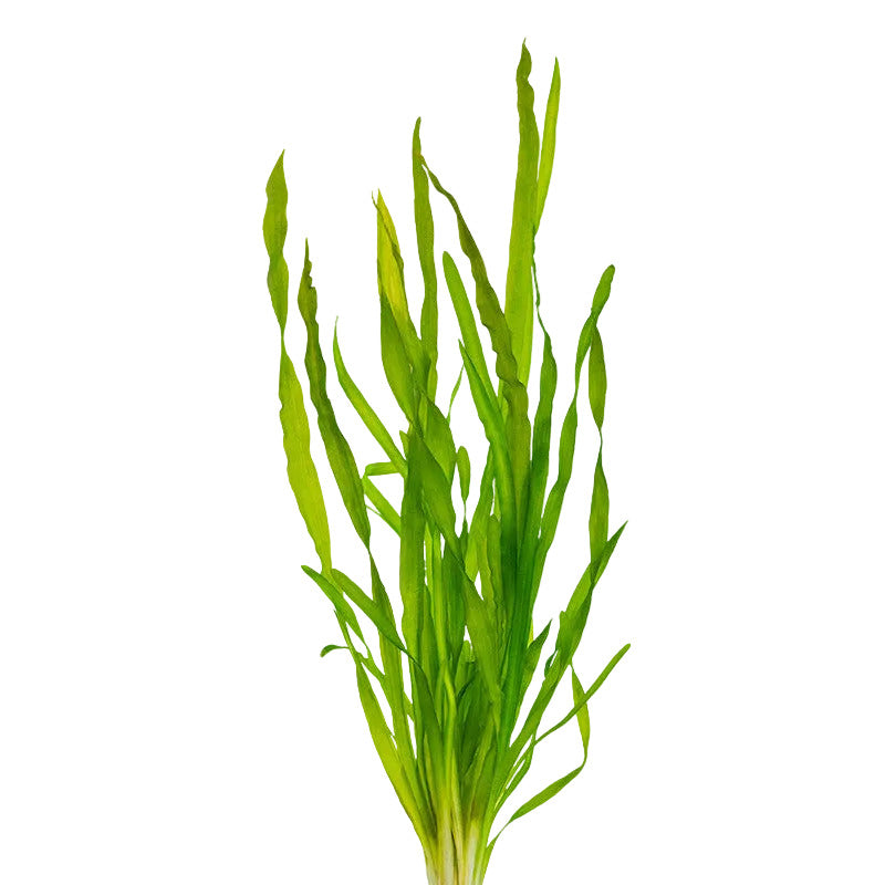 Contortion Val (Vallisneria Contortionist) bunch