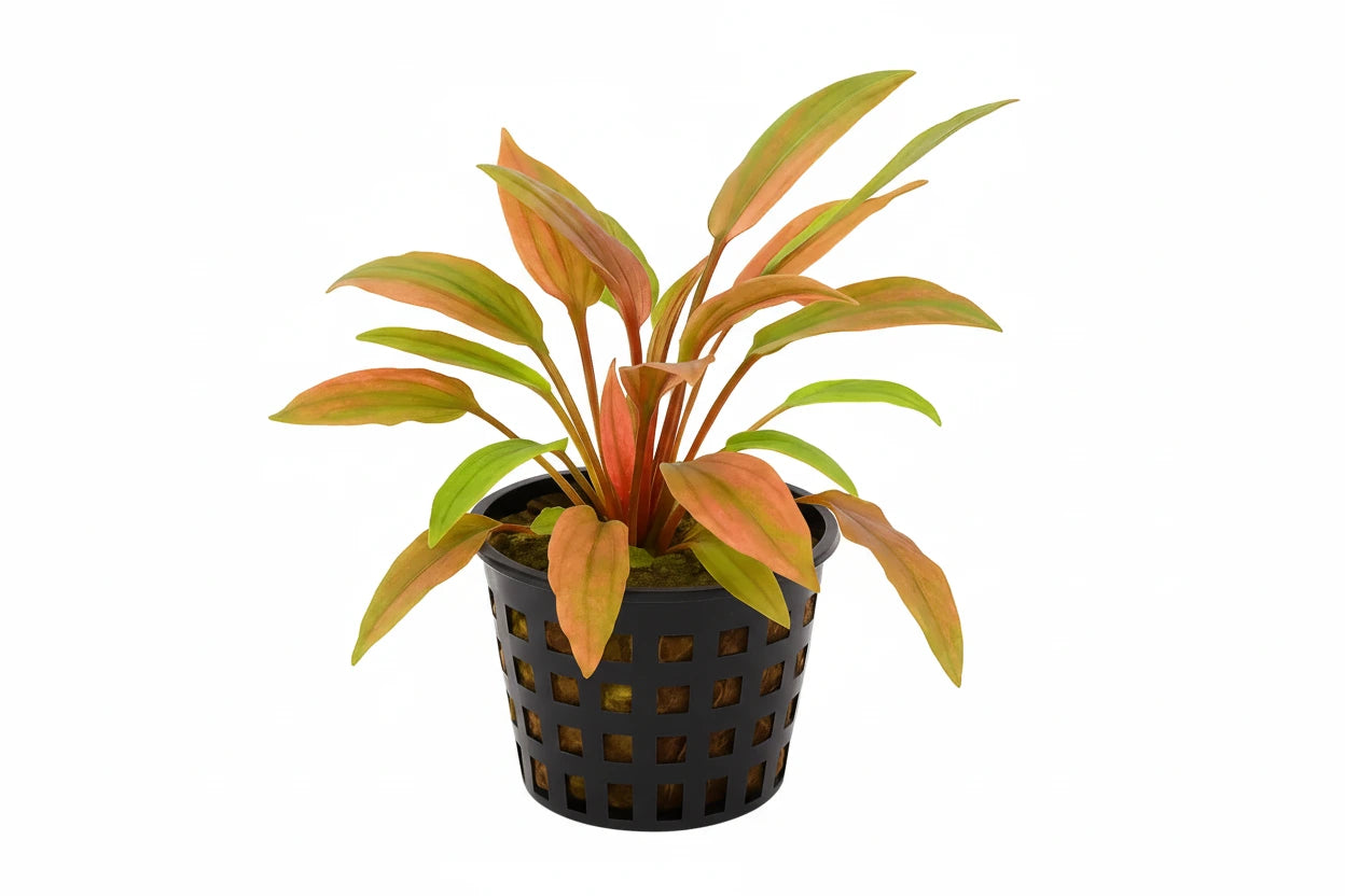 Cryptocoryne wendtii "Florida Sunset"