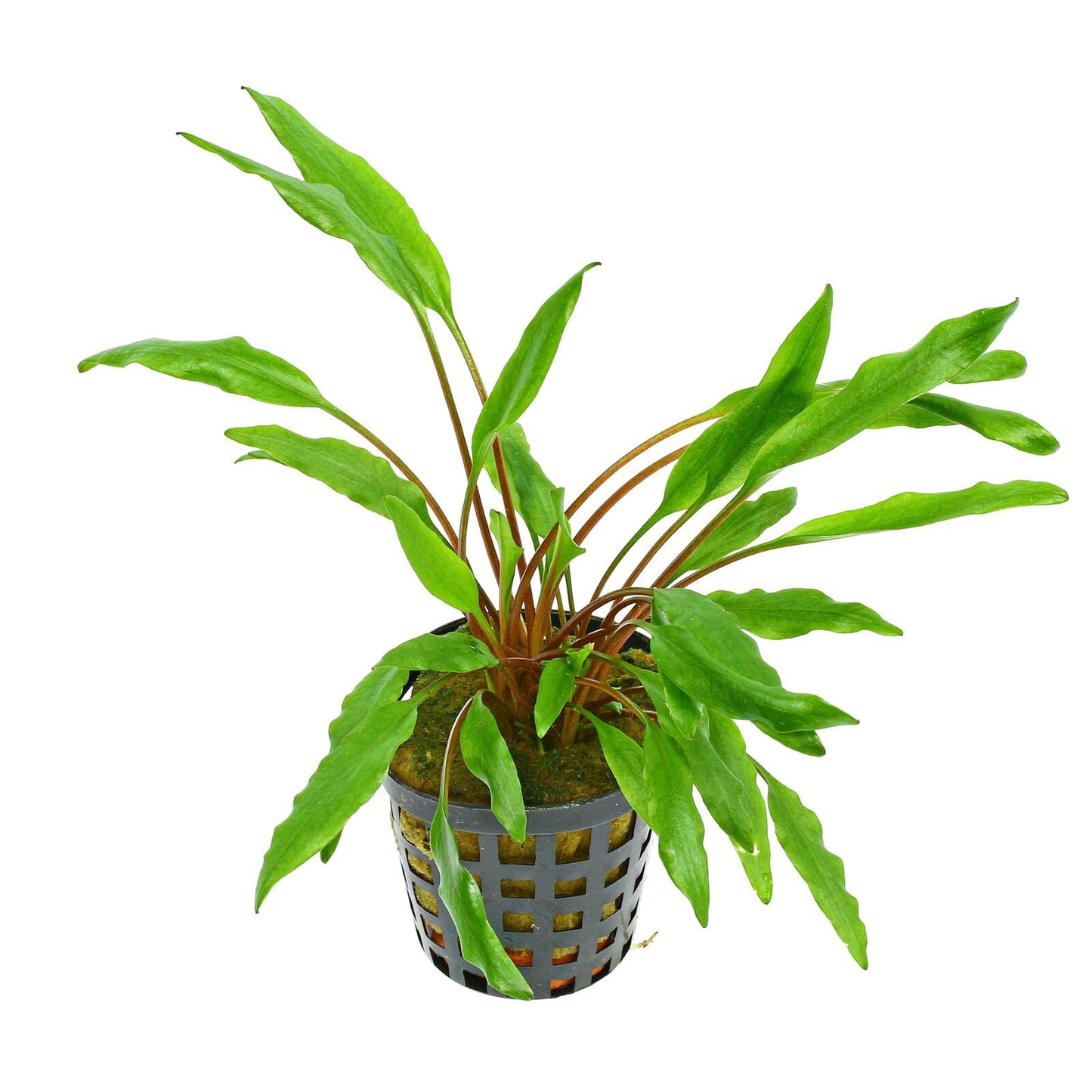 Cryptocoryne undulata