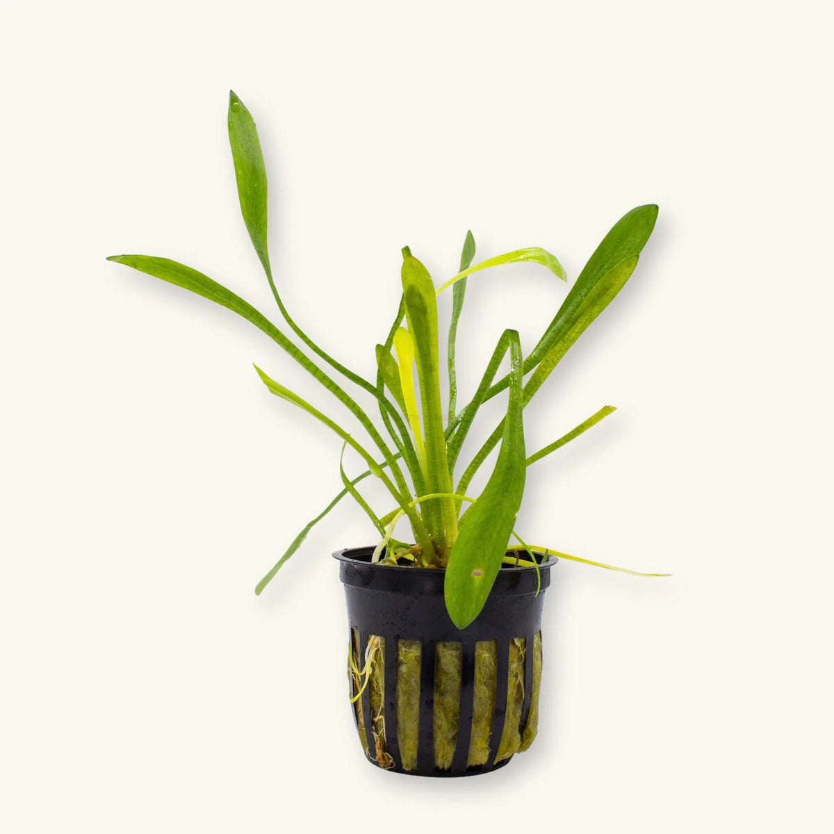 Dwarf Sagittaria Tropica