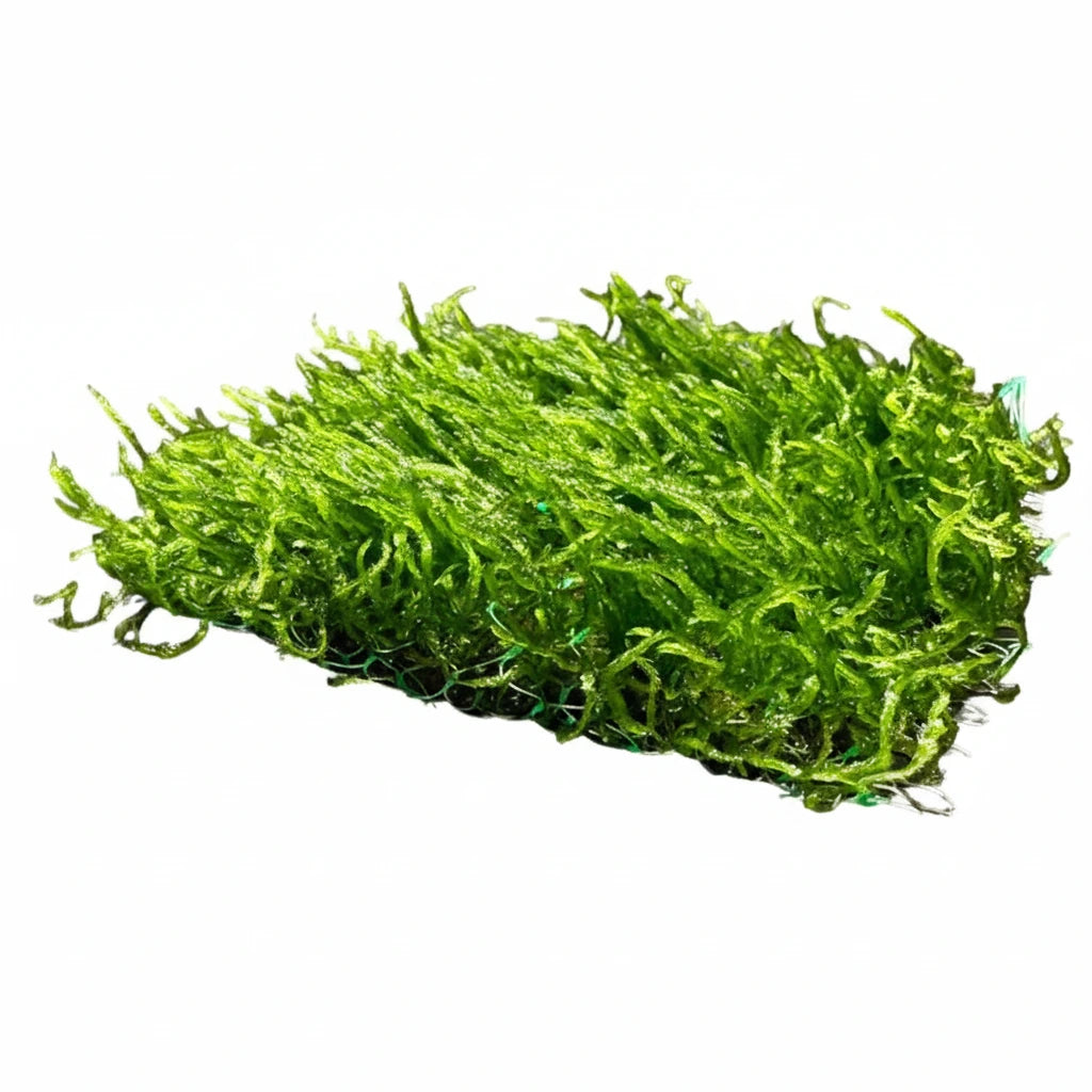 Flame moss on mat (Taxiphyllum 'Flame' Moss)