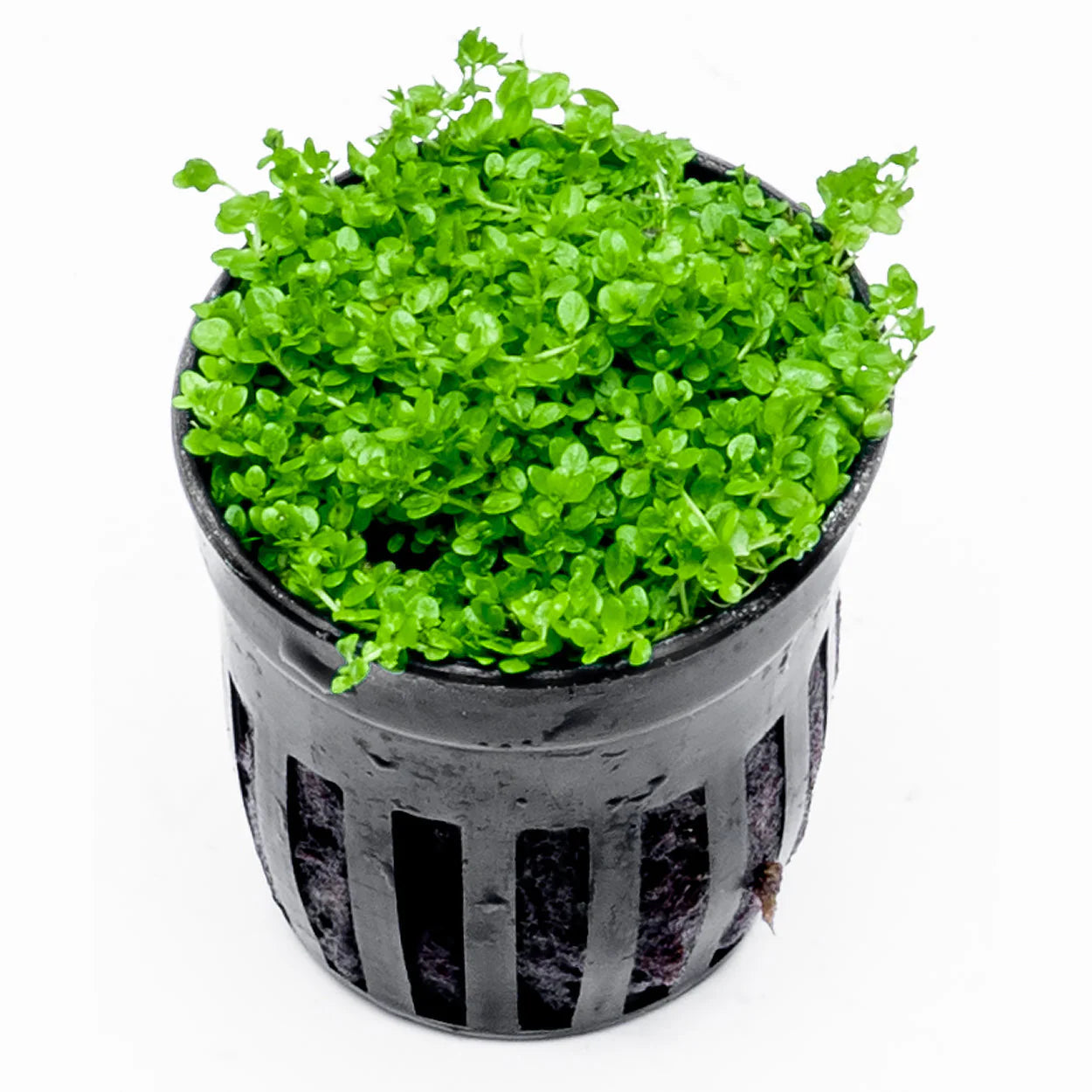 Dwarf Baby Tears (Hemianthus Callitrichoides)