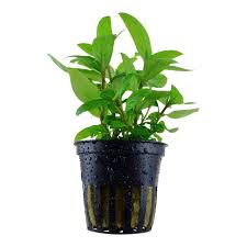Staurogyne repens