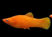 Orange Molly