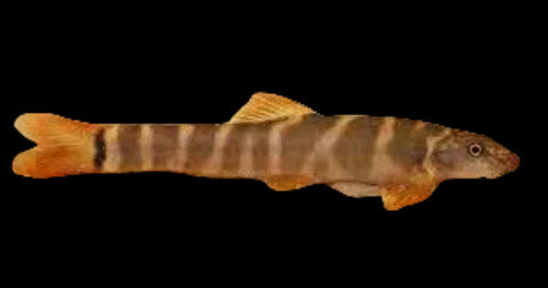 Schistura Megalodon River Loach