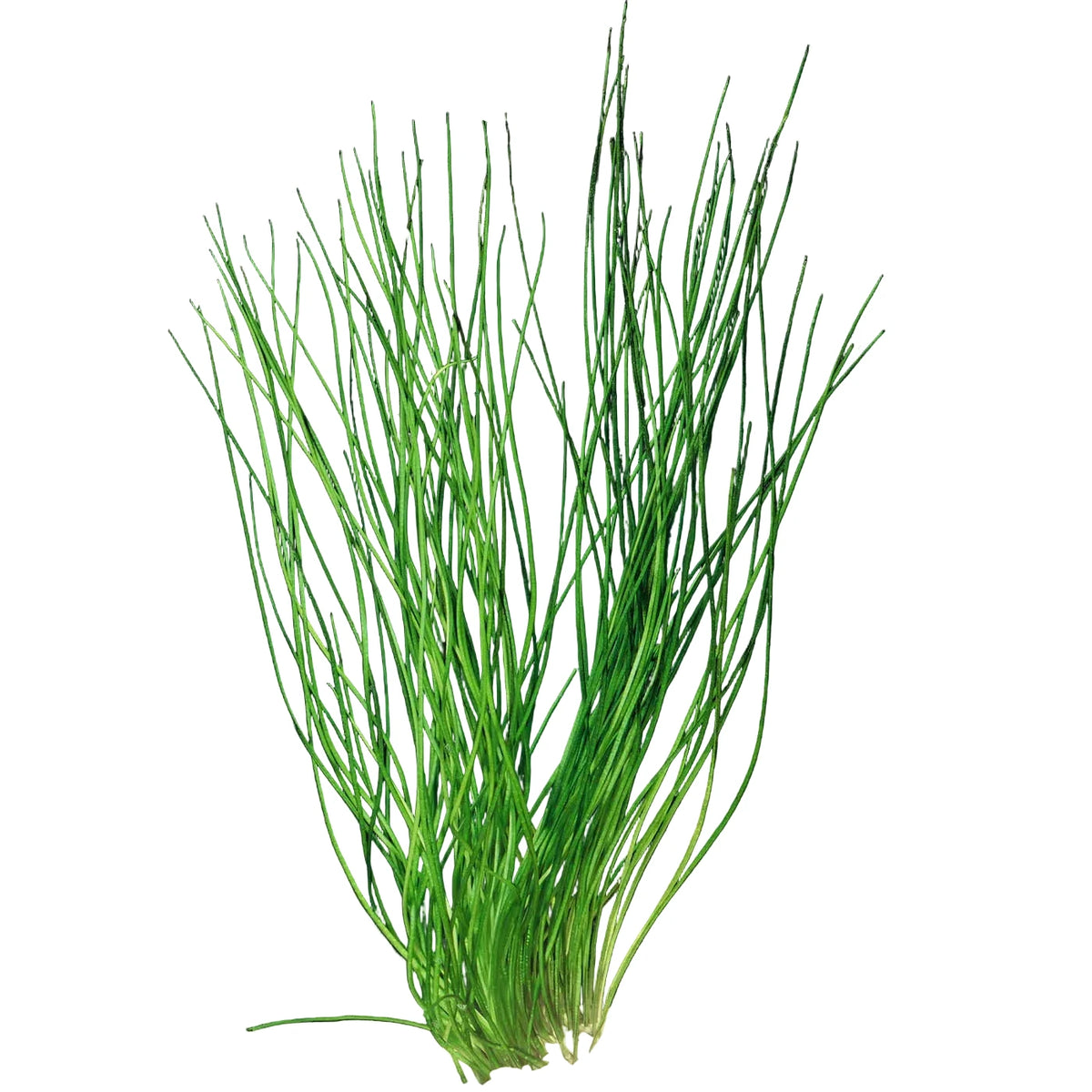 Octopus Plant (Isoetes lacustris) Afishionados