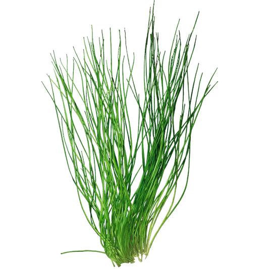 Octopus Plant (Isoetes lacustris) Afishionados