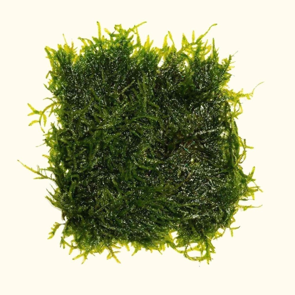 Java moss on mat (Taxiphyllum barbieri)