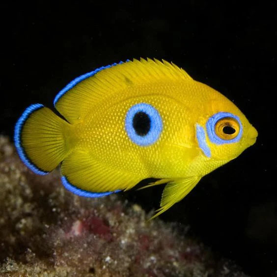 Lemon Peel Blue Spot Angelfish