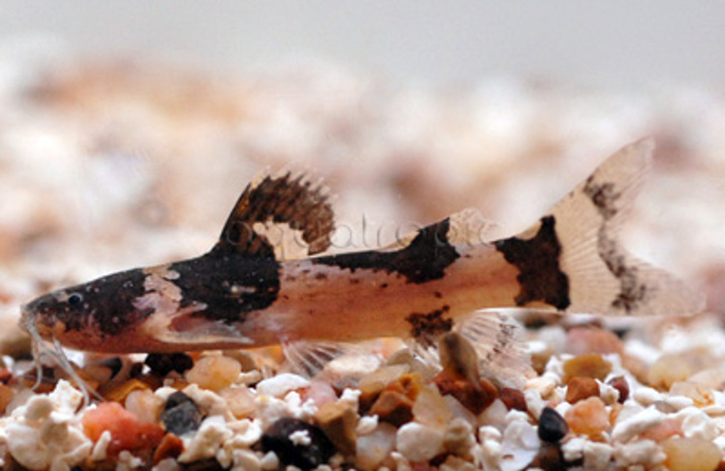 South American Bumblebee Catfish (Microglanis iheringi)