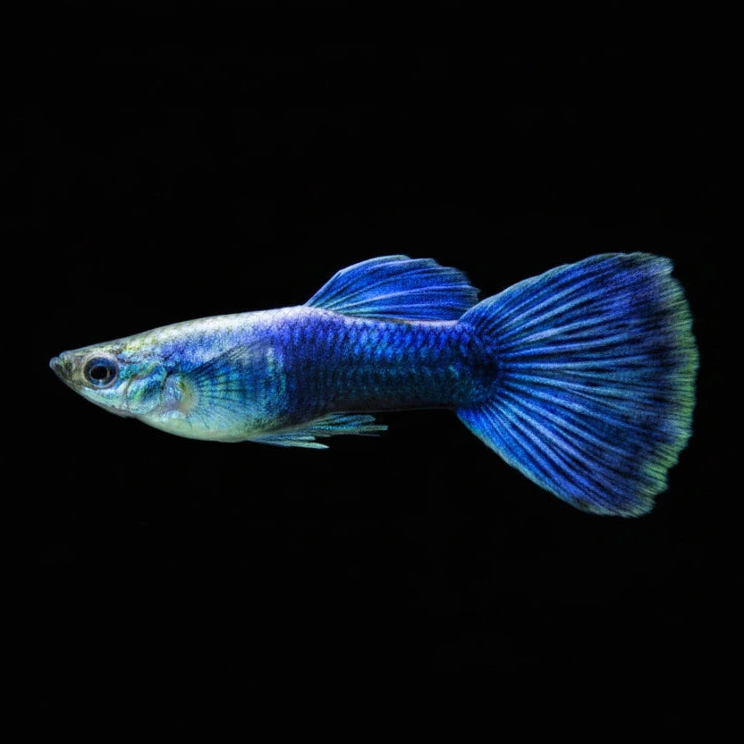 Blue Neon Guppy - Male Concrete Blonde Aquatics