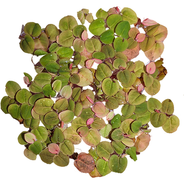 Red root floater - Phyllanthus fluitans