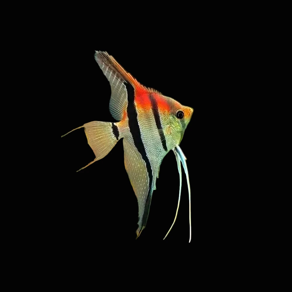 Manacapuru Redback Angelfish (Pterophyllum scalare) Concrete Blonde Aquatics