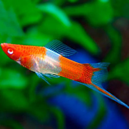 Swordtail - Koi