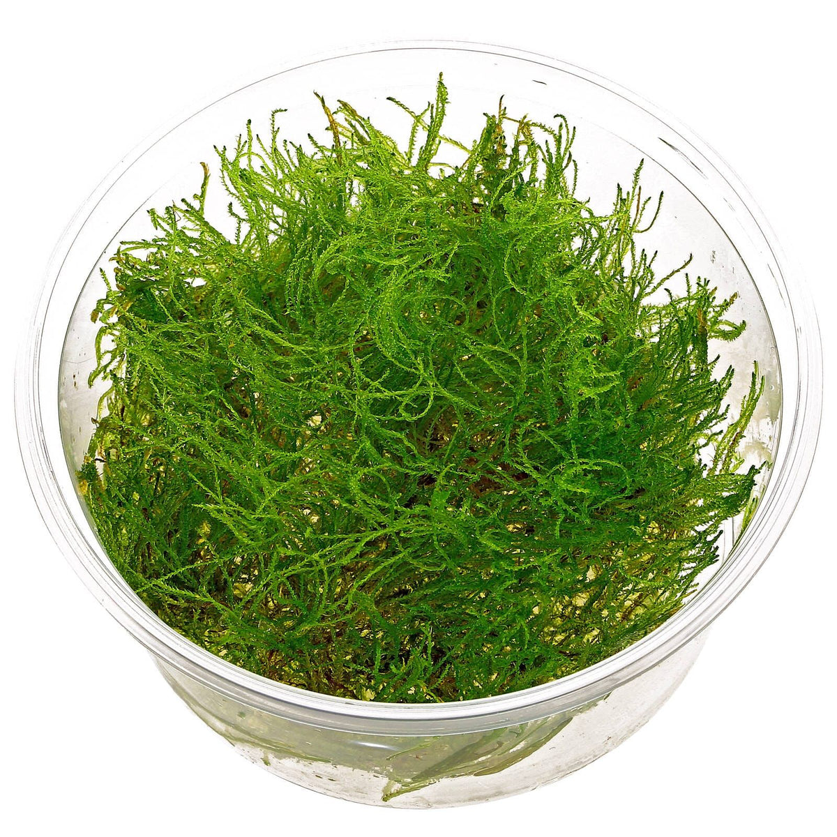 Taxiphyllum Alternans "Taiwan" moss portion cup Afishionados