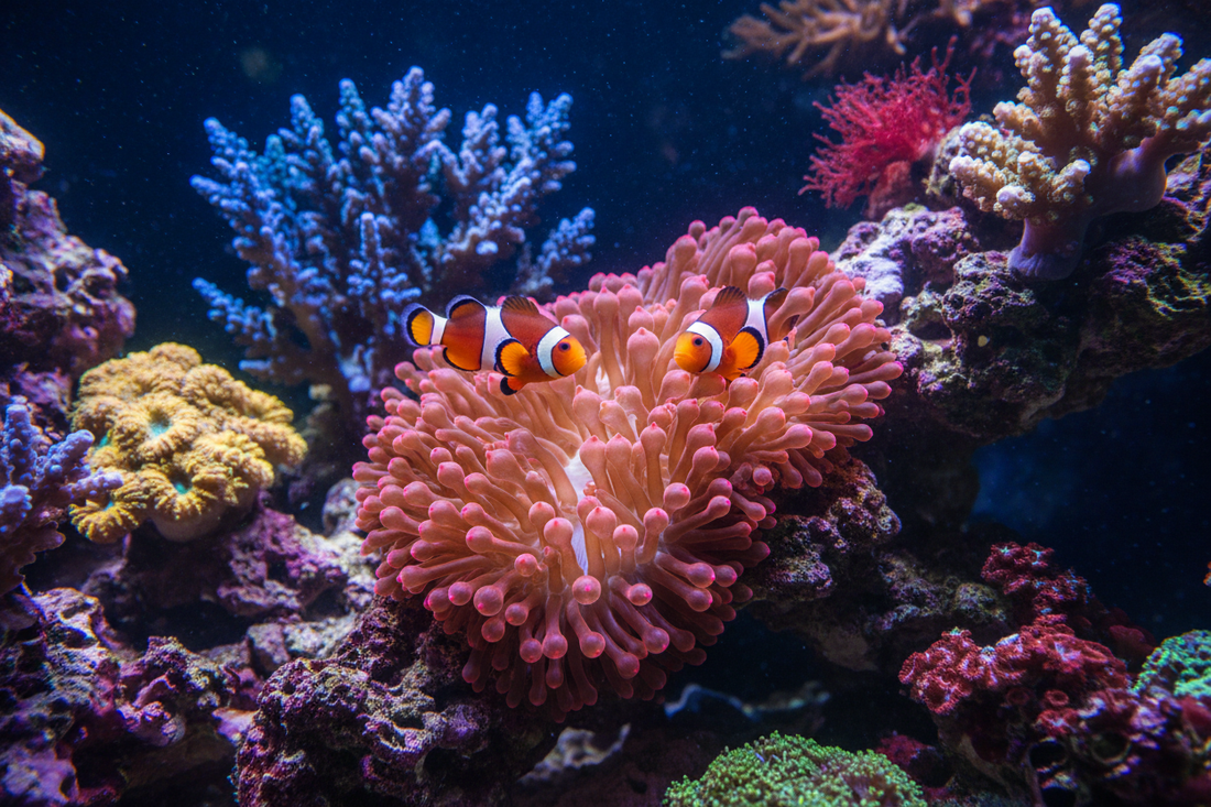 Bubble Tip Anemone Care Guide