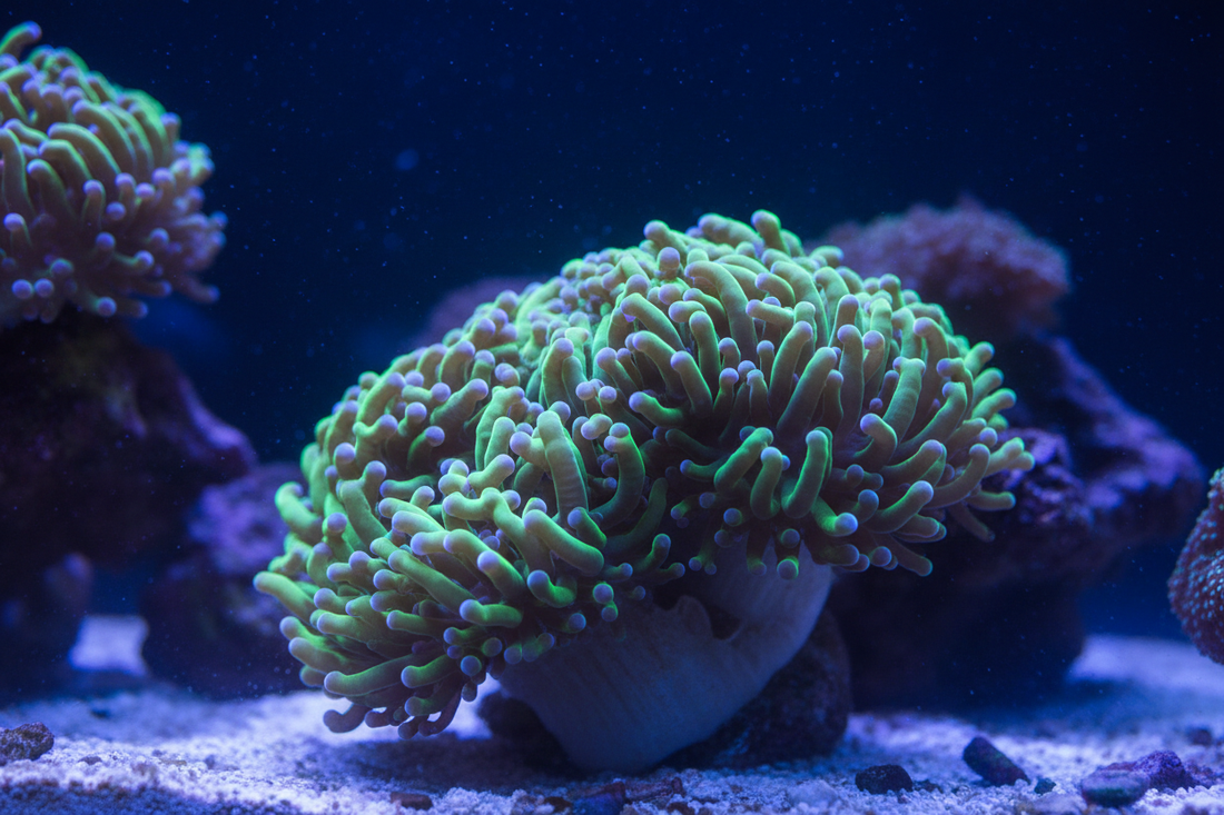 Hammer Coral Care Guide