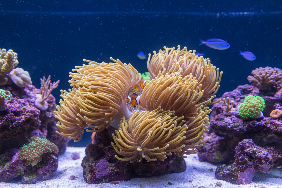 Torch Coral Care Guide