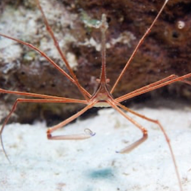 Saltwater Invertebrates