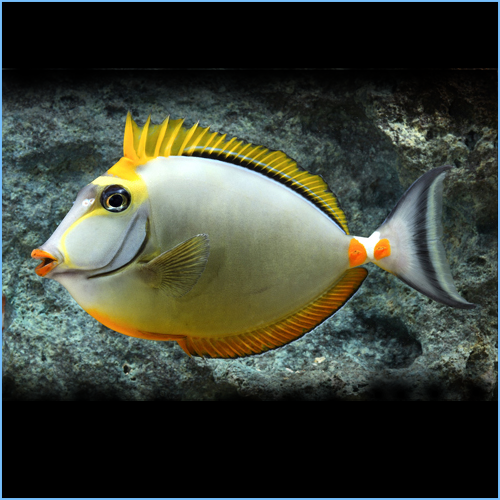 Saltwater Fish
