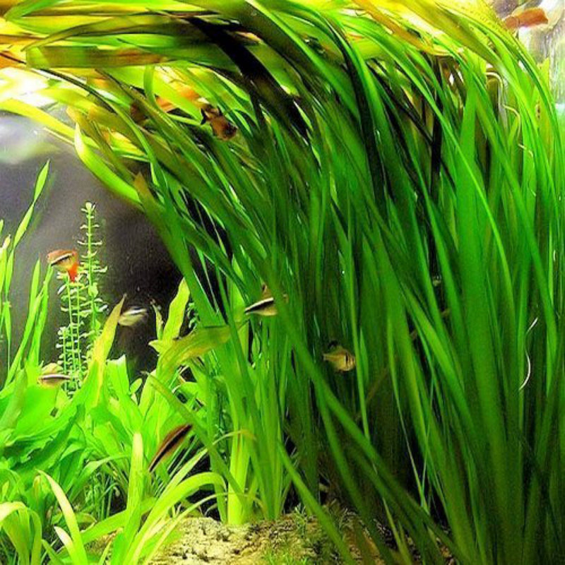 Freshwater Plants