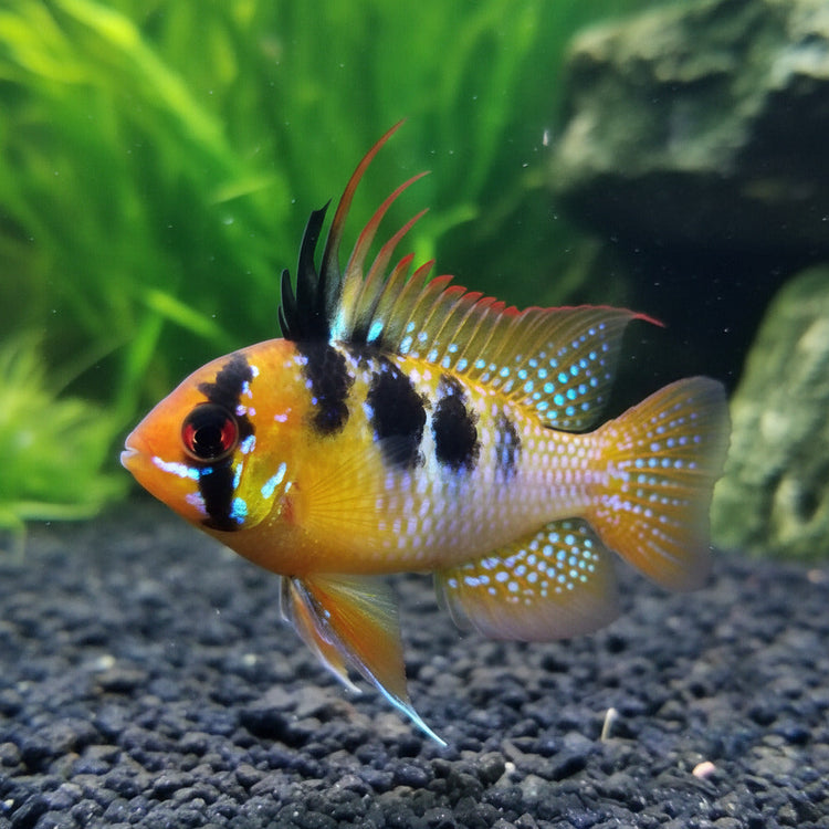 Freshwater Fish