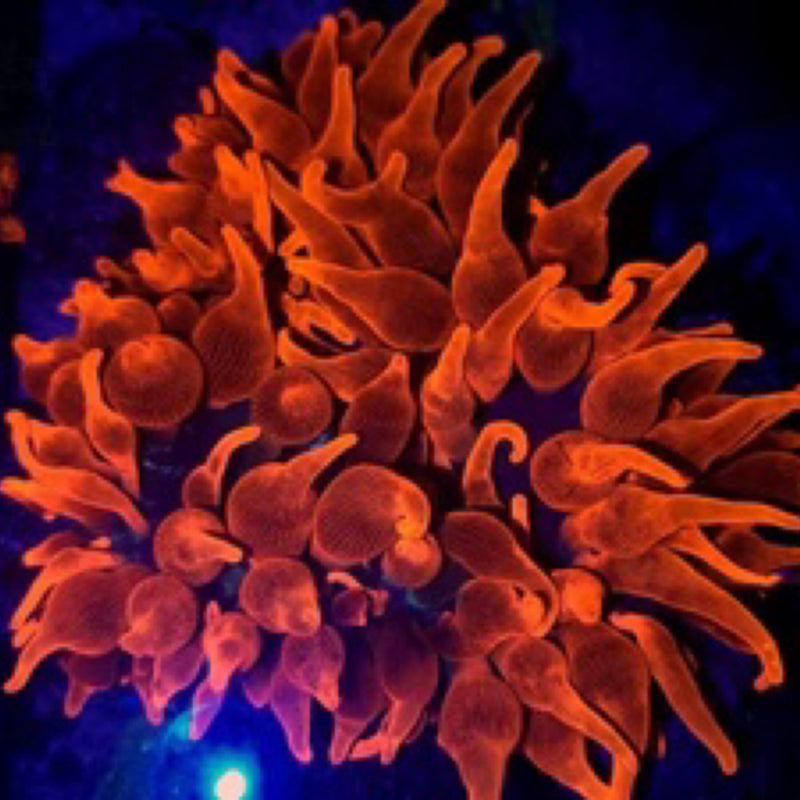 Corals and Anemones