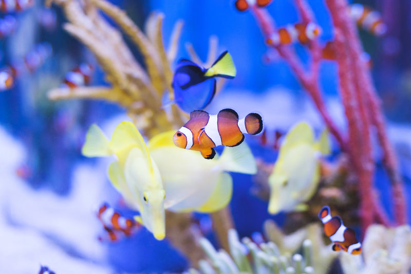 Captive Bred Saltwater Fish