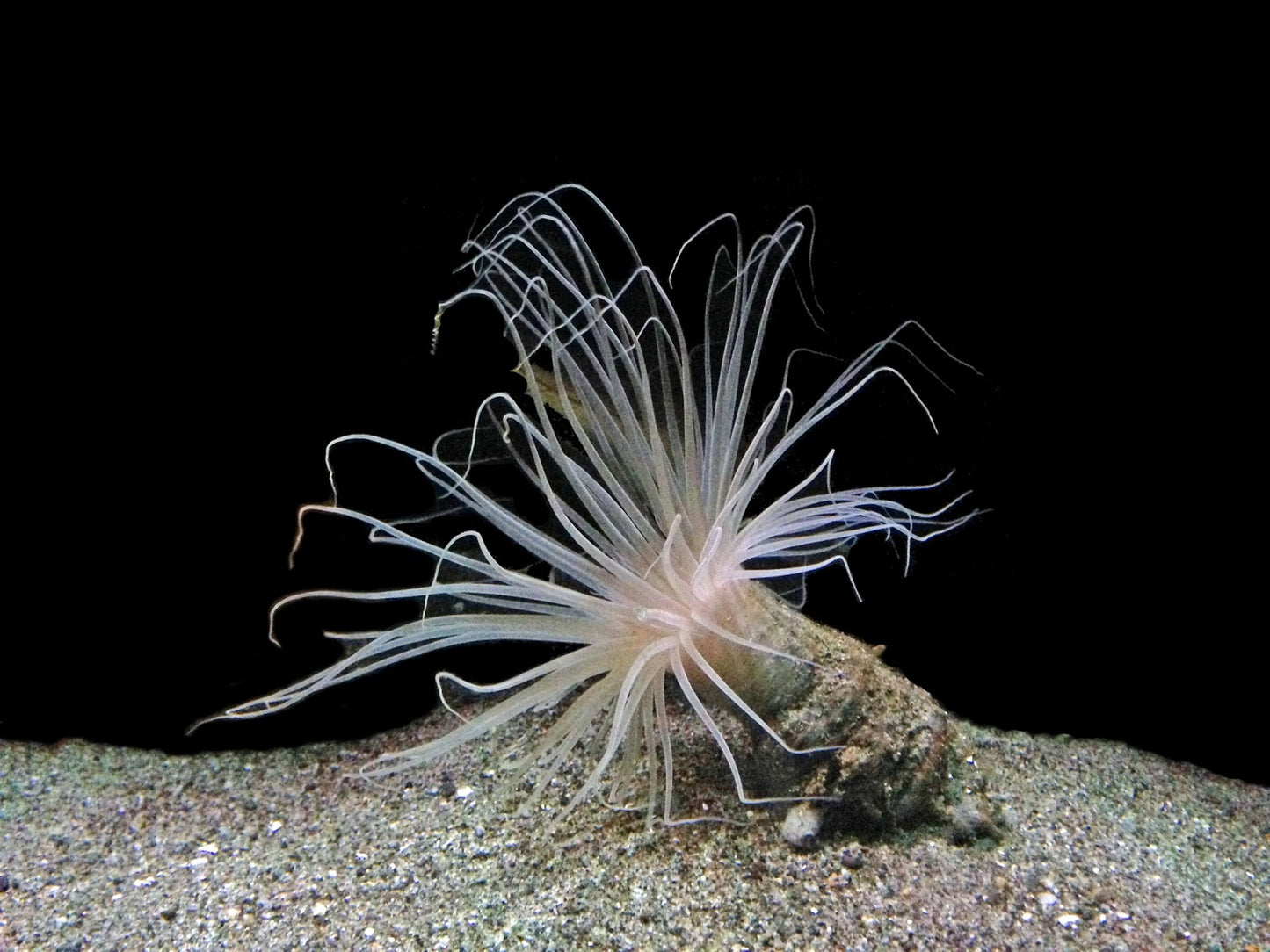 Colored Tube Anemone Lg
