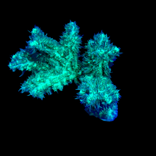 Branching hydnophora wysiwyg