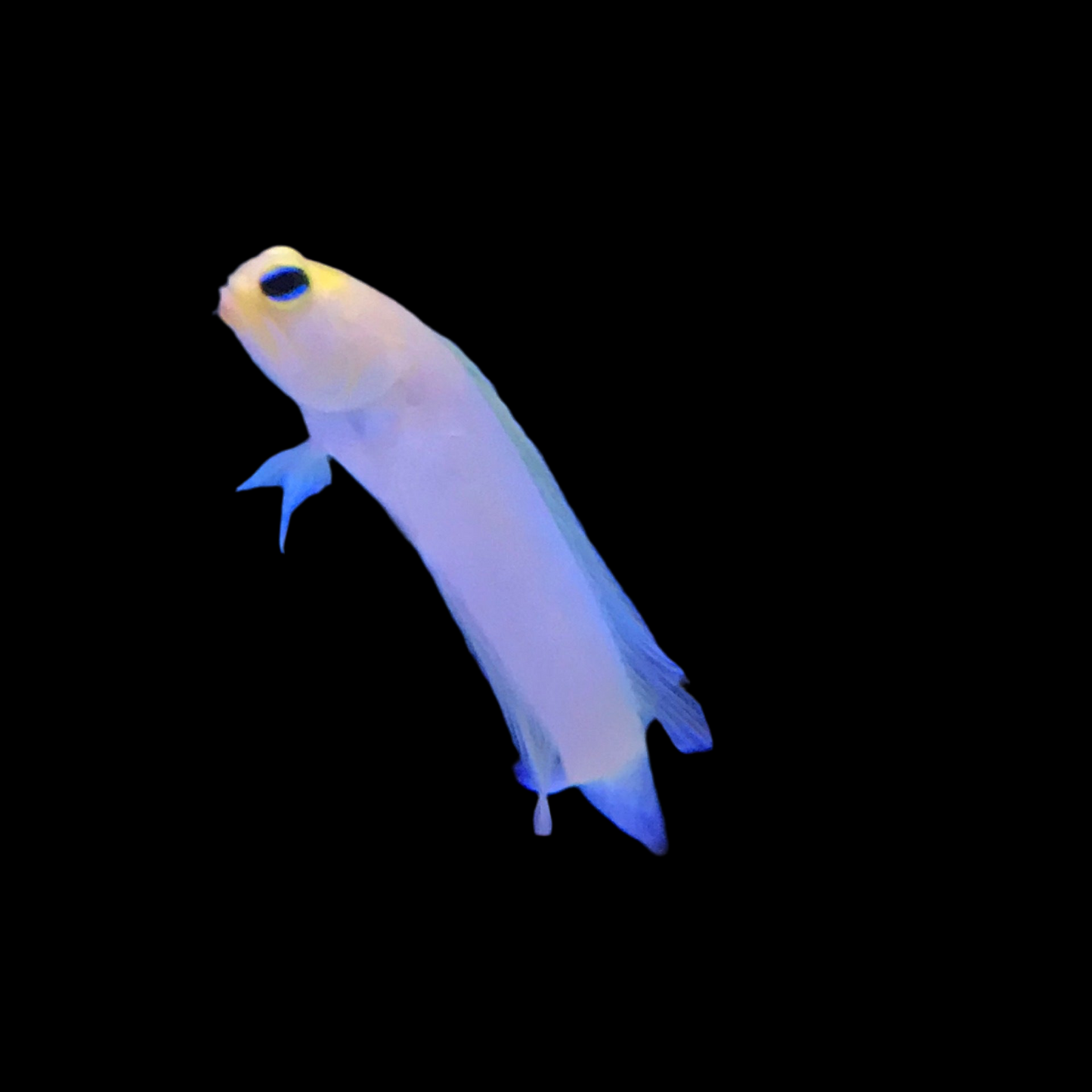 Yellowhead Jawfish