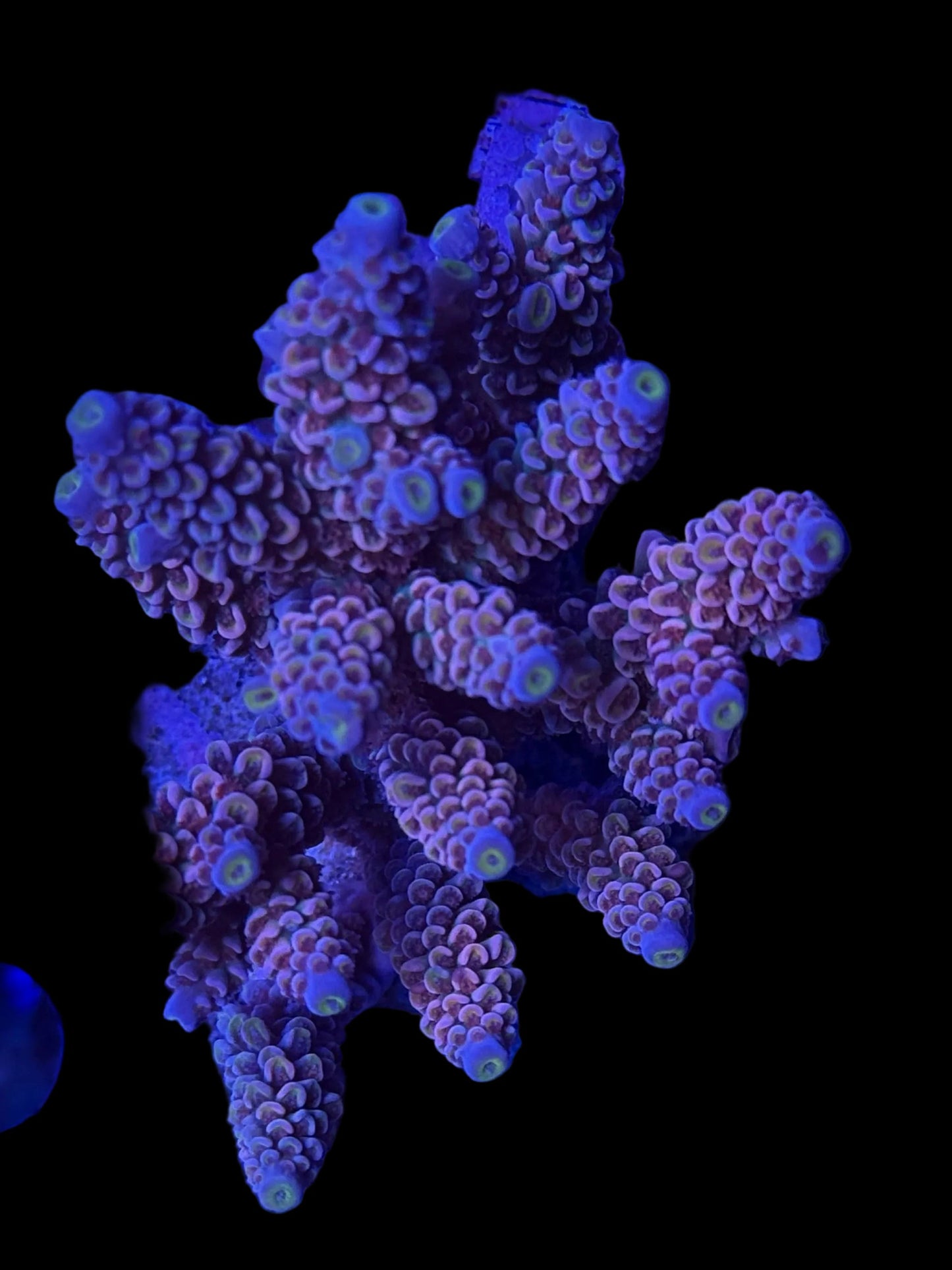 Indo Acropora Wysiwyg 9