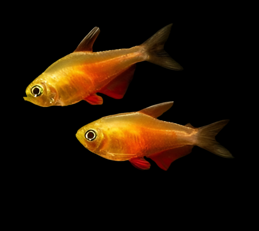 Orange Von Rio Flame Tetra - Hyphessobrycon flammeus