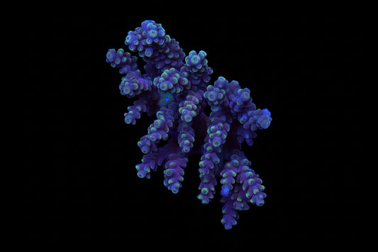 Indo Acropora Wysiwyg 14
