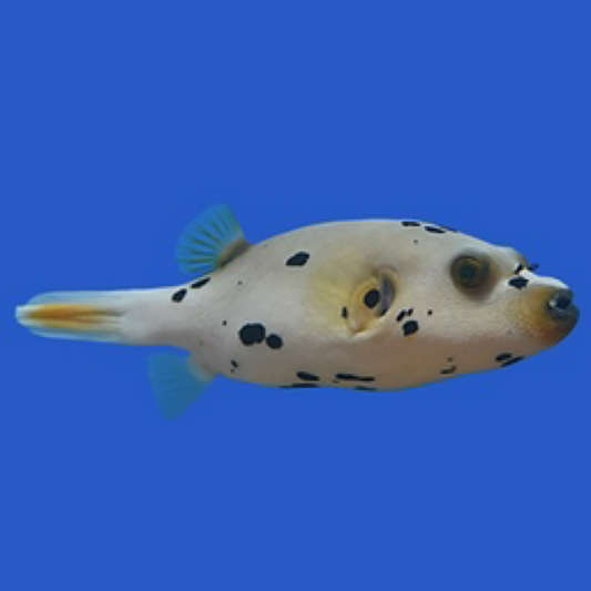 Black spotted Dogface Puffer