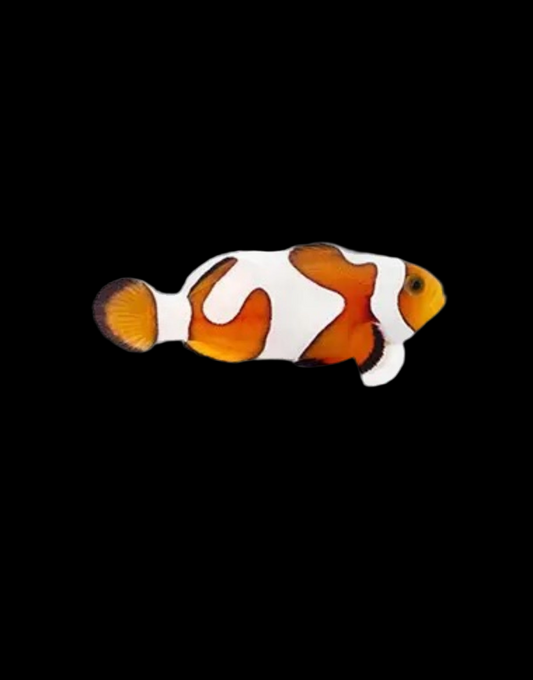 Captive Bred Gladiator/DaVinci Ocellaris Clownfish