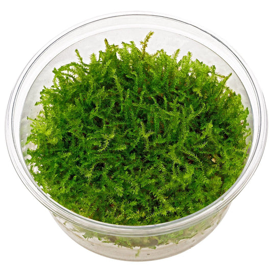Vesicularia montagnei 'Christmas Moss' portion cup Tropica