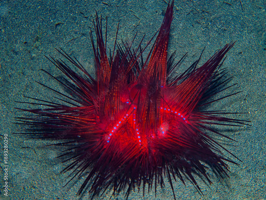 Radiant Cushion Urchin Concrete Blonde Aquatics