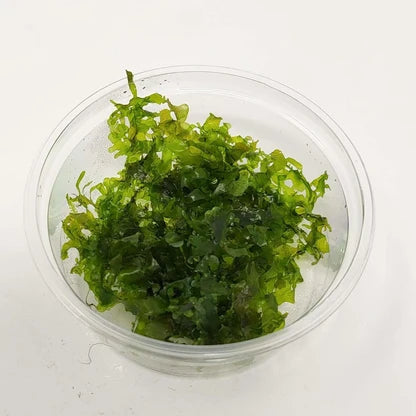 Monosolenium 'Pellia moss' portion cup Afishionados
