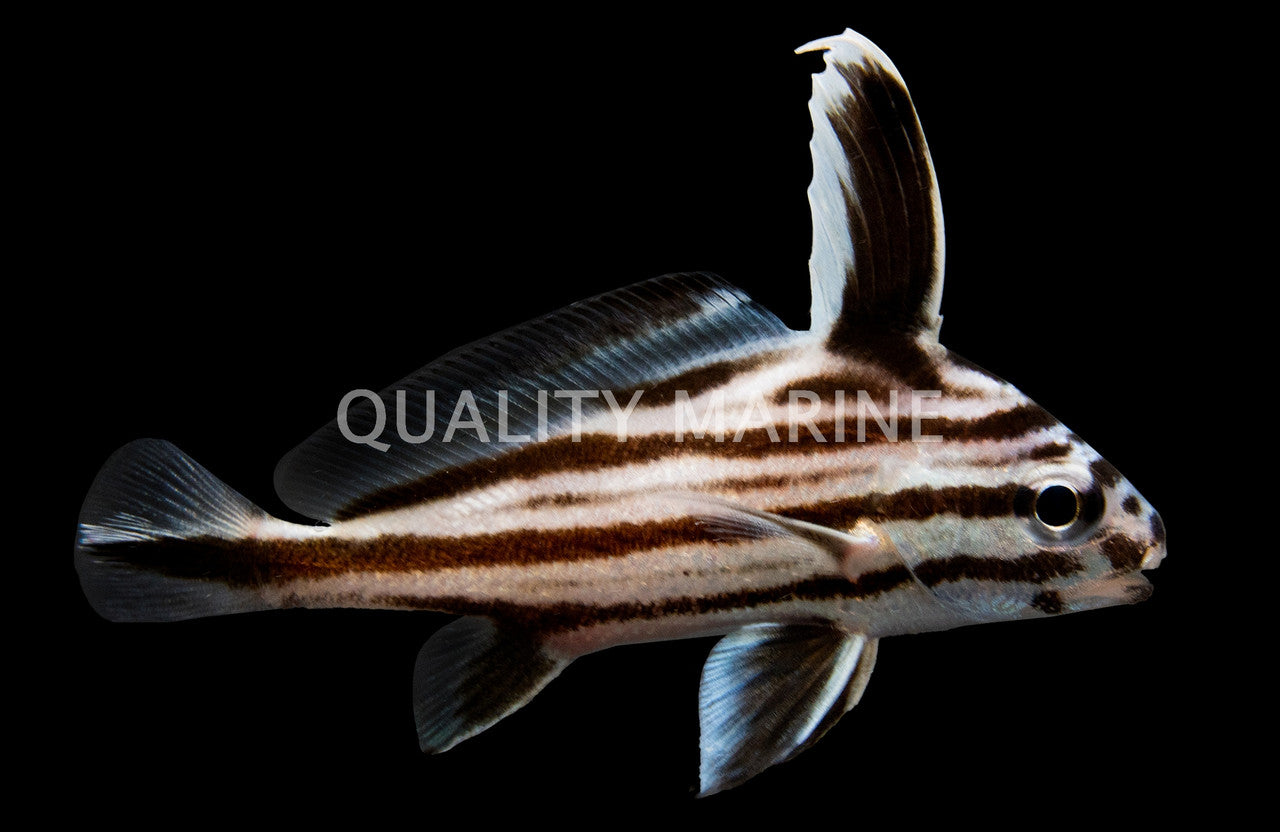 Gungo Highhat Drumfish Sm.