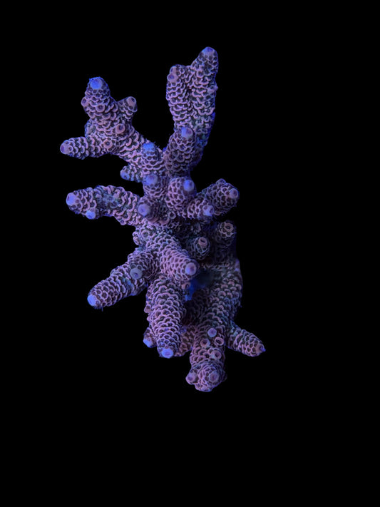 Indo Acropora Wysiwyg 10