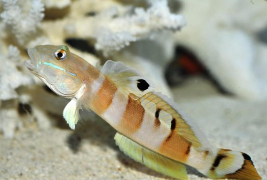 Tigre Watchman Hipon Goby