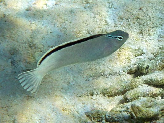 Smiths Fang Blenny