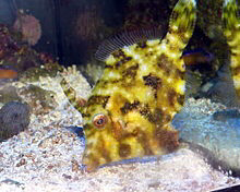 Matted Aiptasia Kumakain ng Filefish