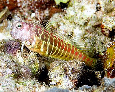 Segmented Blenny