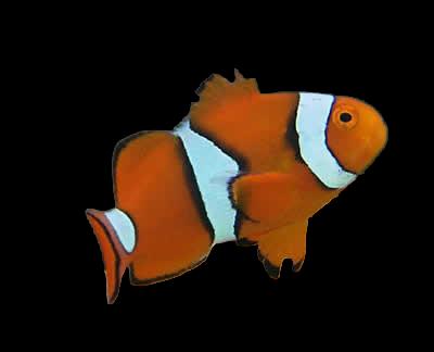 Captive Bred True Percula Clown